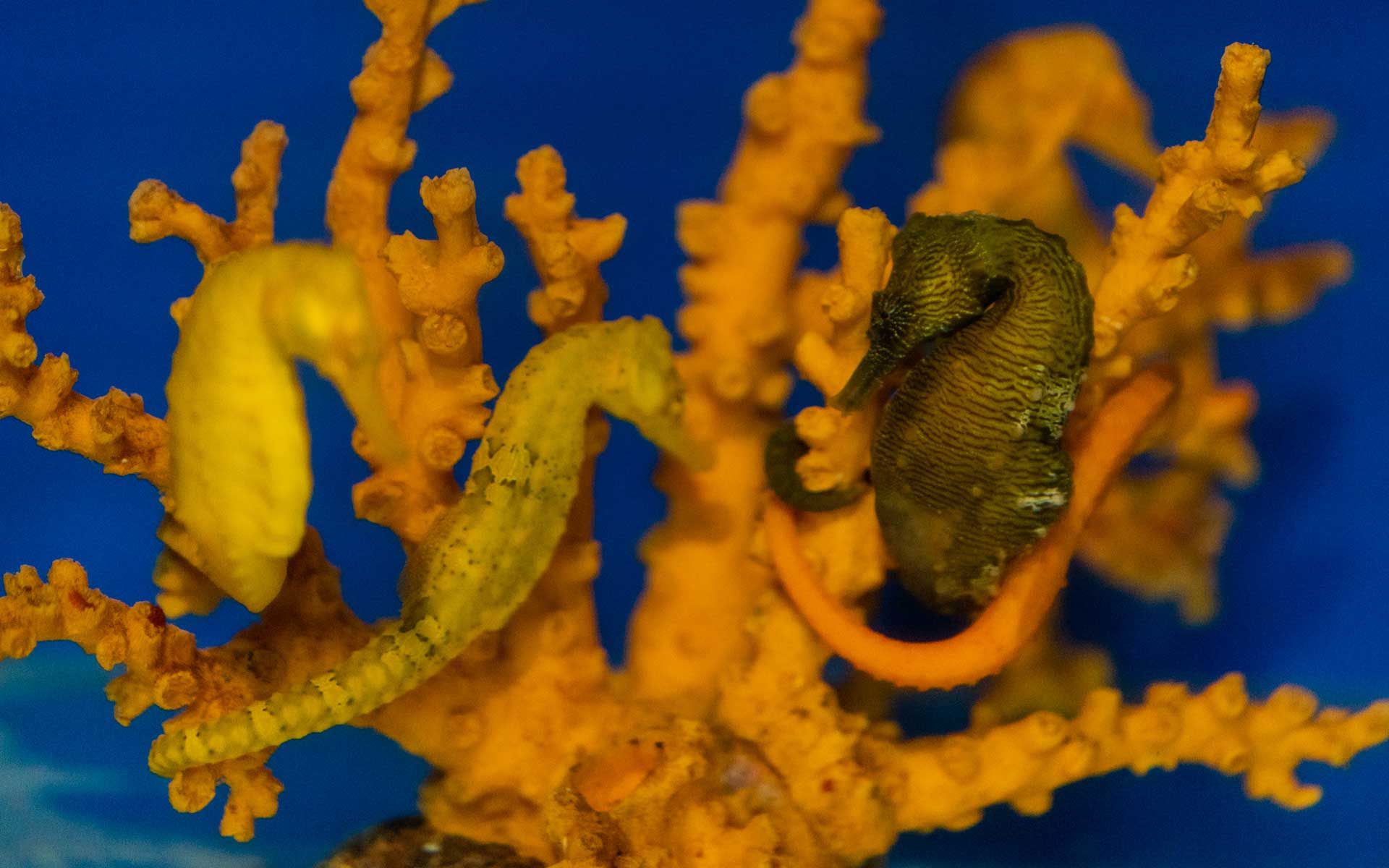 Seahorse Farm