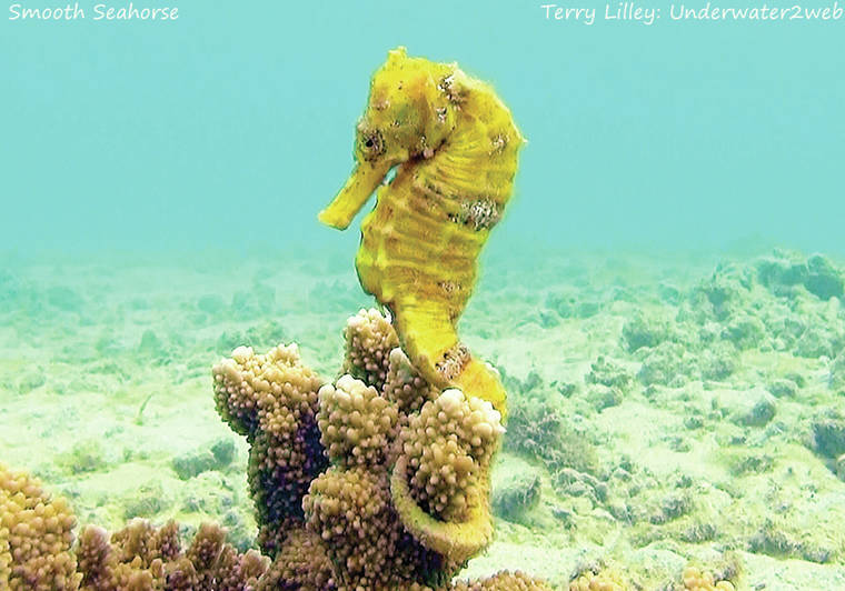 Hawaiian Seahorse